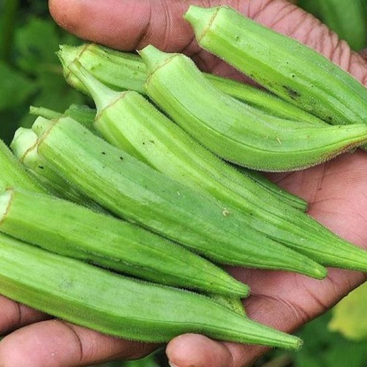 OKRA ATAU KACANG TANDUK 