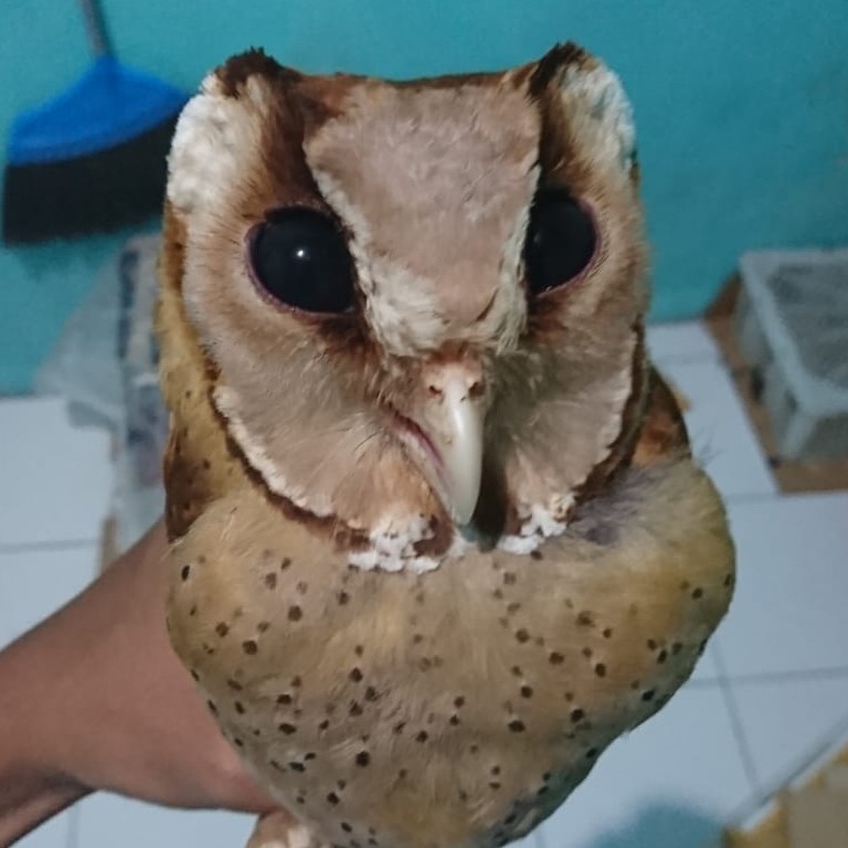 Obay Owl Juve Wc Semi Jinak