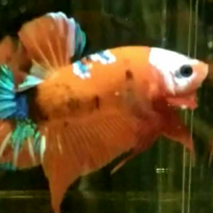 Ikan Cupang Orange Base