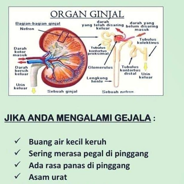 Organ Ginjal