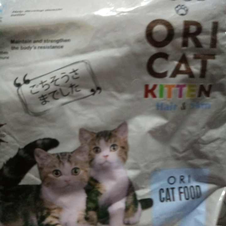 Ori Cat Kitten 