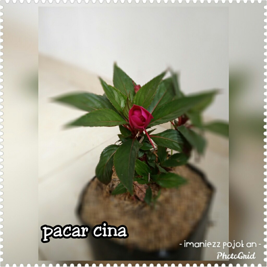 PACAR CINA