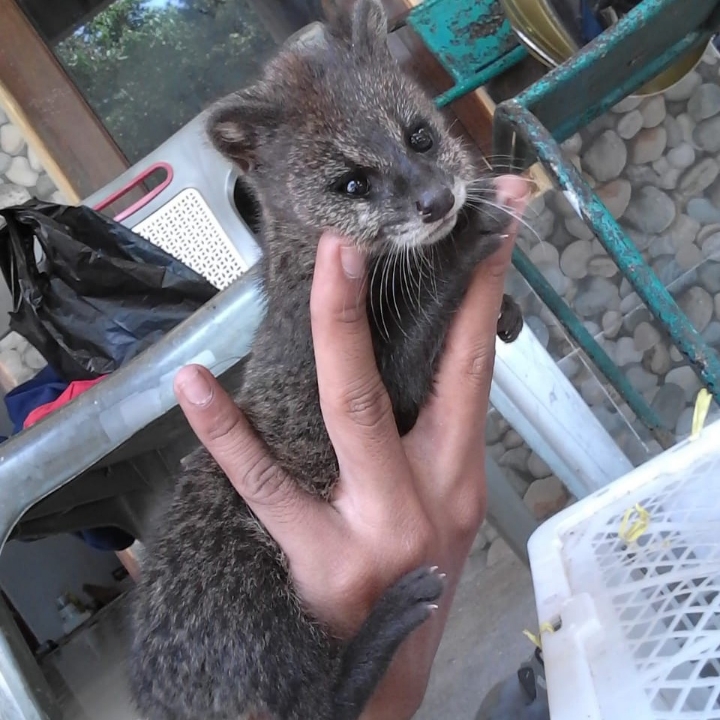 PAKET 15 EKOR MUSANG RASE USIA 2BLNAN