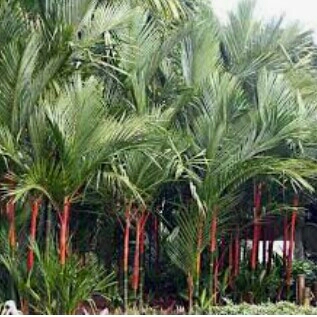 PALM MERAH