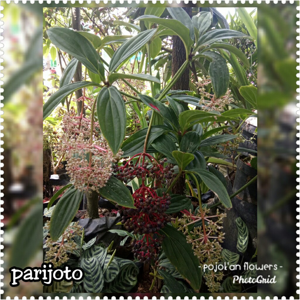 PARIJOTO BESAR