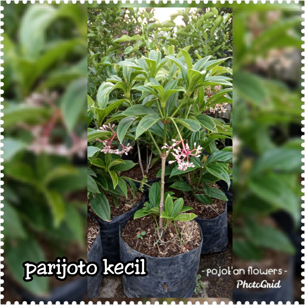PARIJOTO KECIL