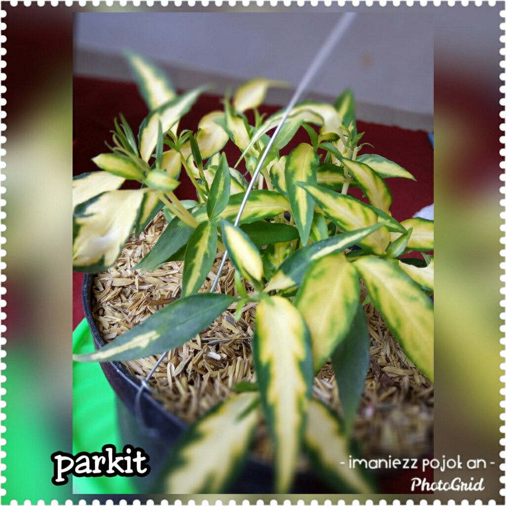 PARKIT