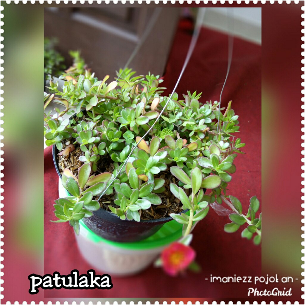 PATULAKA