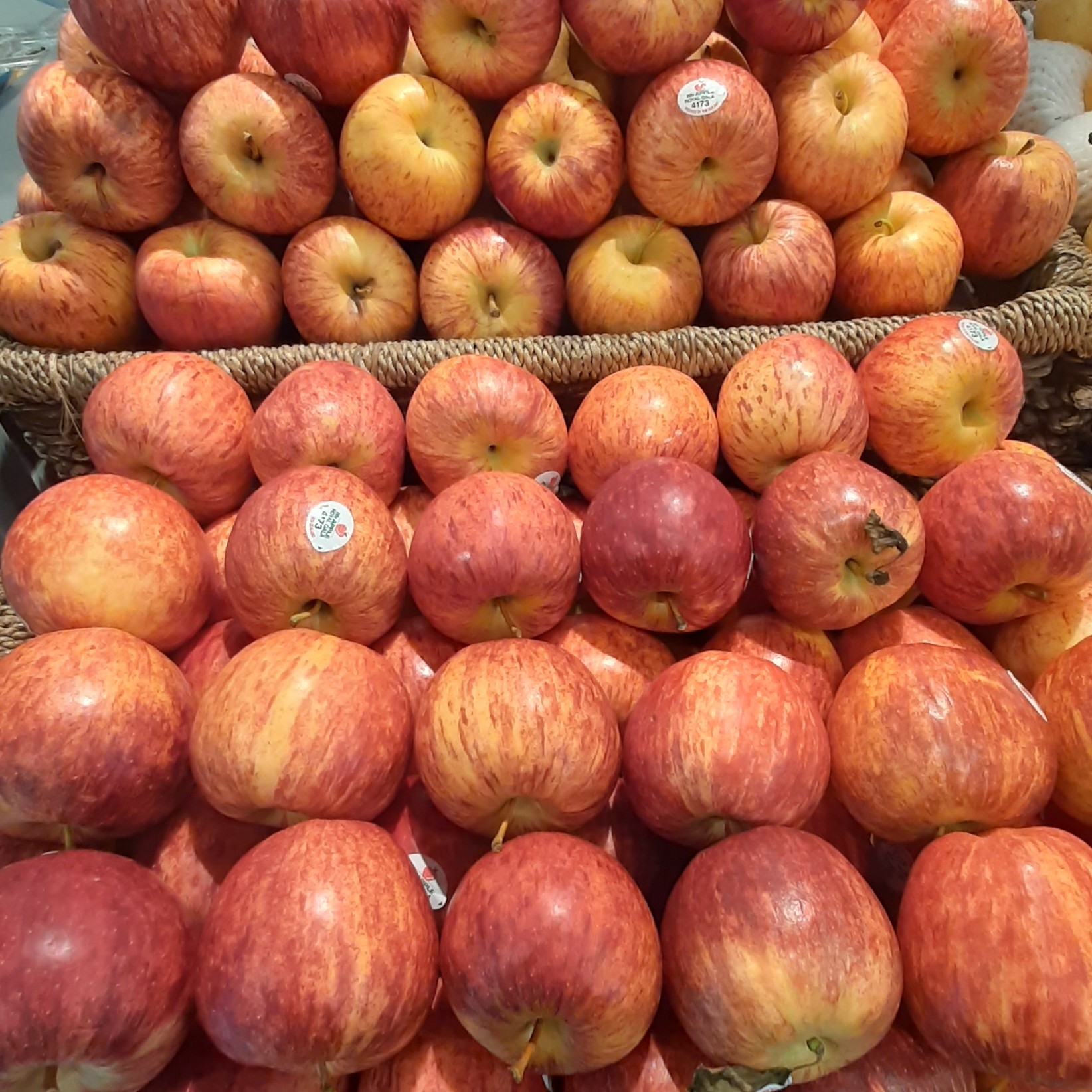 PEAR ROYAL GALA NEW ZELAND 500 GRAM 2