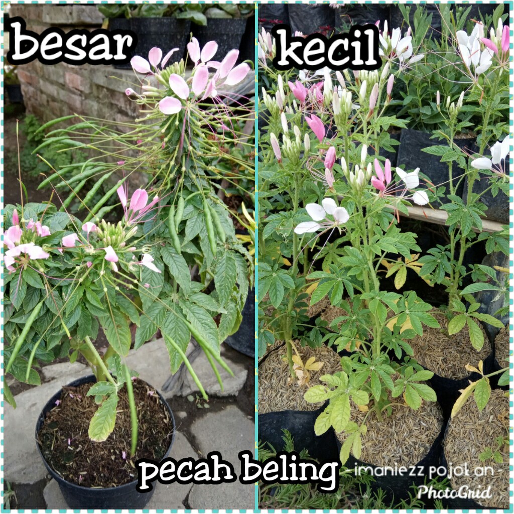 PECAH BELING