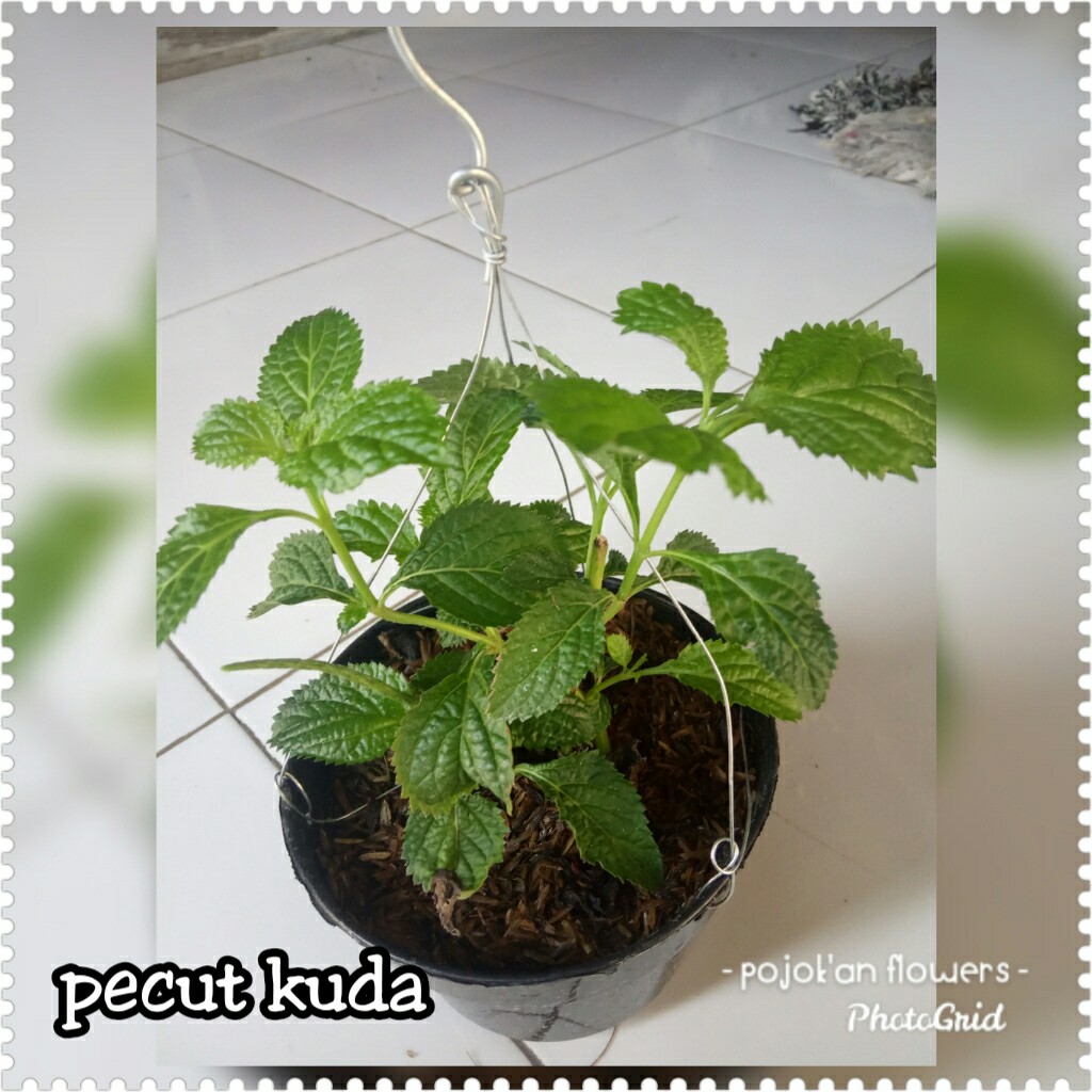 PECUT KUDA