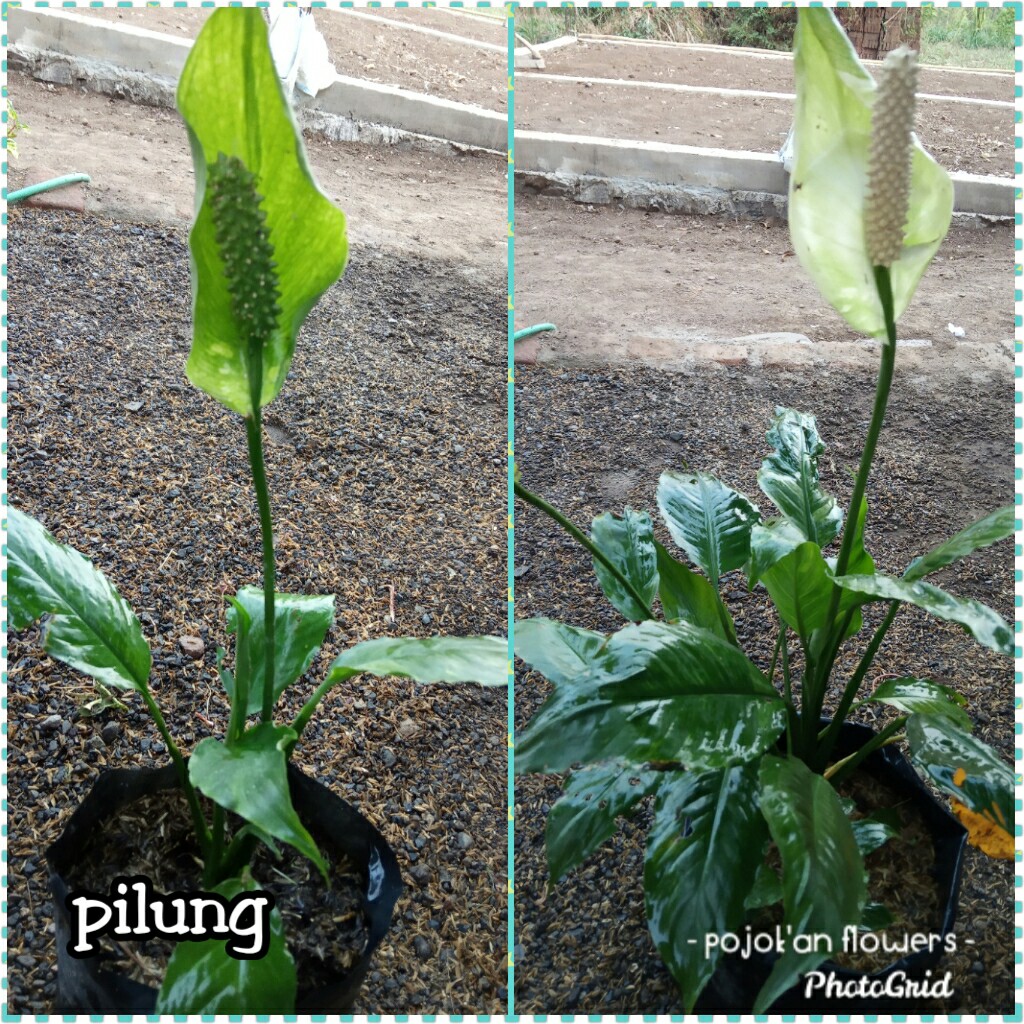 PILUNG