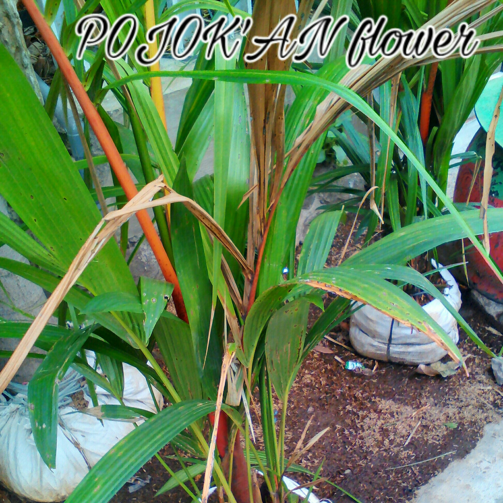 PINANG MERAH