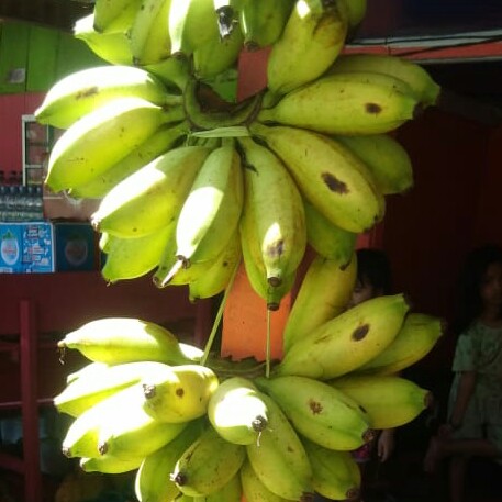 PISANG BARLING