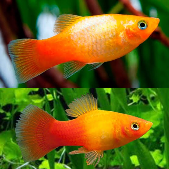 PLATY