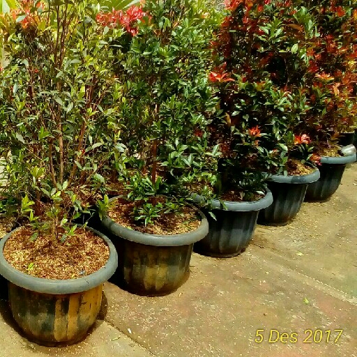 PUCUK MERAH  1 Mtr - Rp 150000