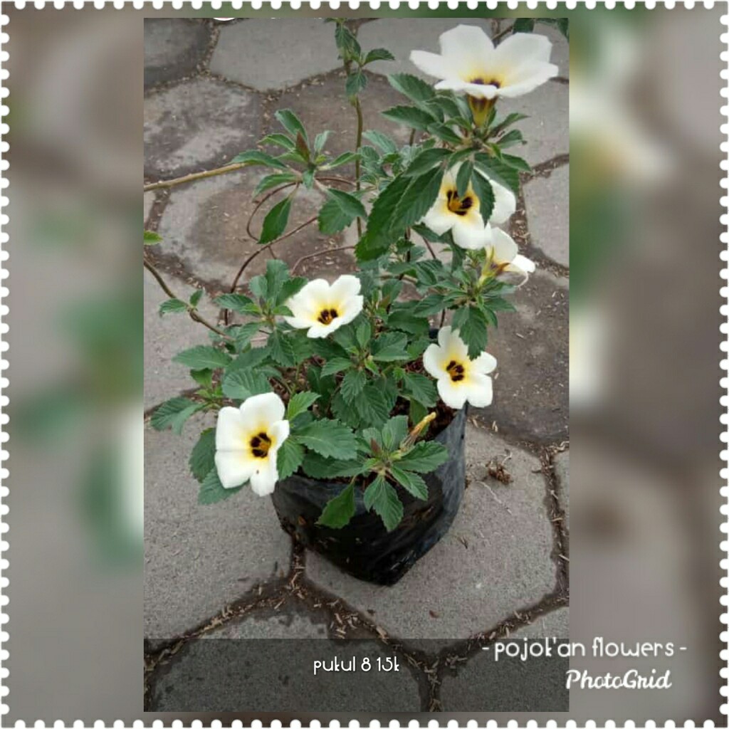 PUKUL DELAPAN