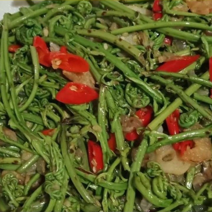 Pakis Terasi