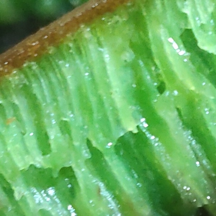Pandan Keju