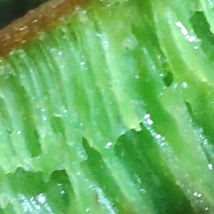 Pandan Keju Coklat