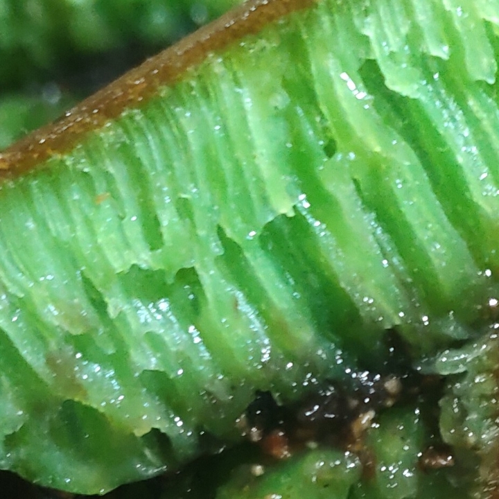 Pandan Pisang 