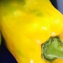 Paprika Kuning