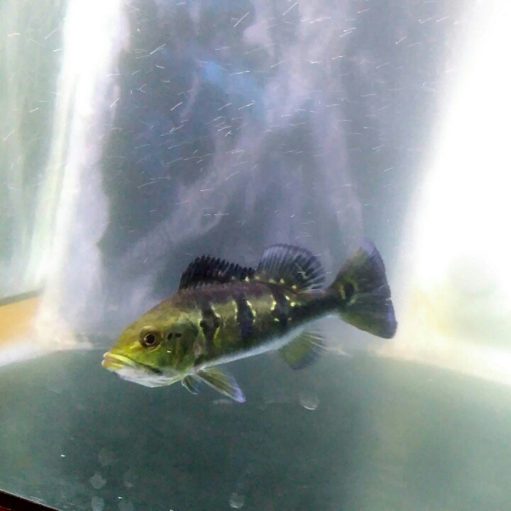 Peacock Bass Orinoco