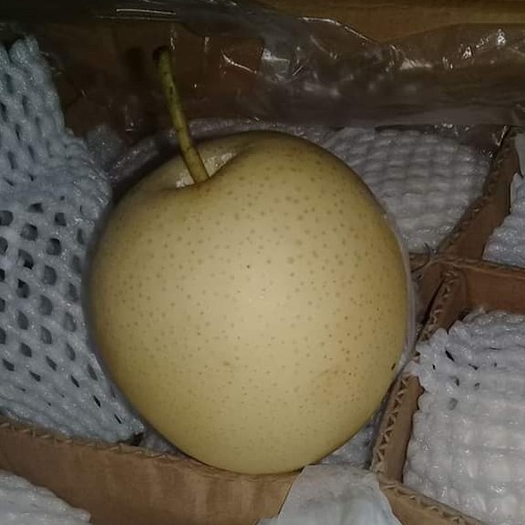 Pear Century 3