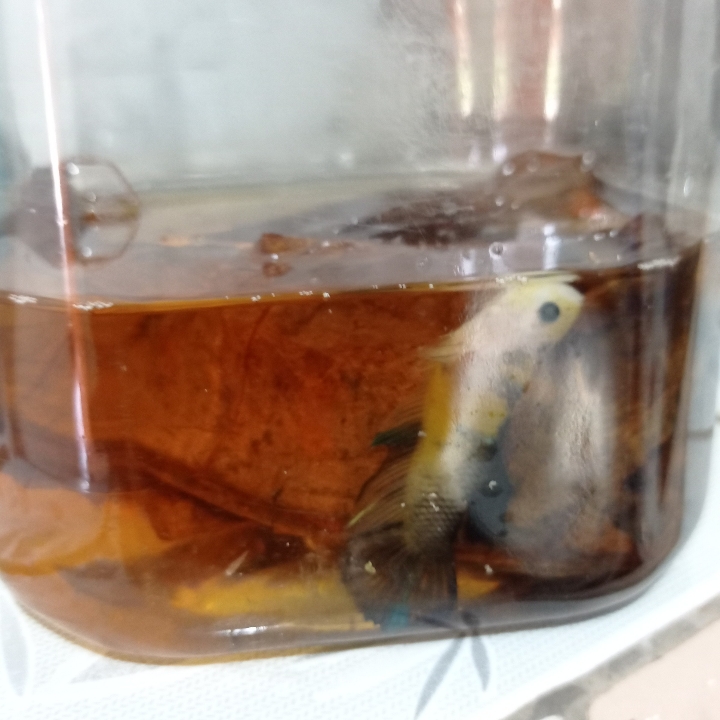 Pempek Kulit