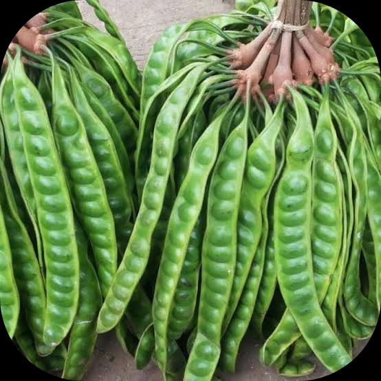 Petai