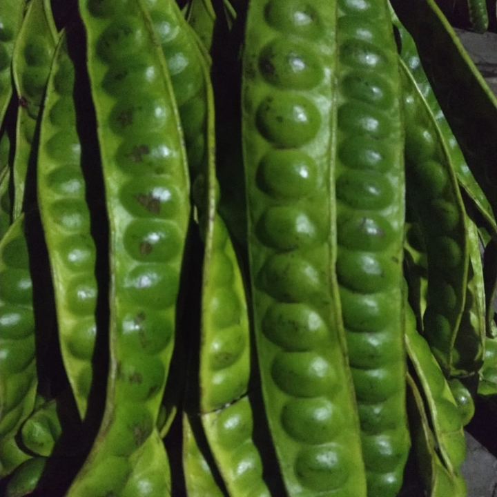 Petai Per Keris