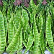 Petai Segar