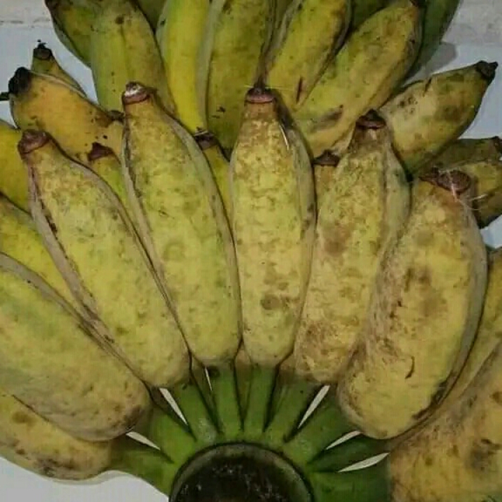 Pisang 