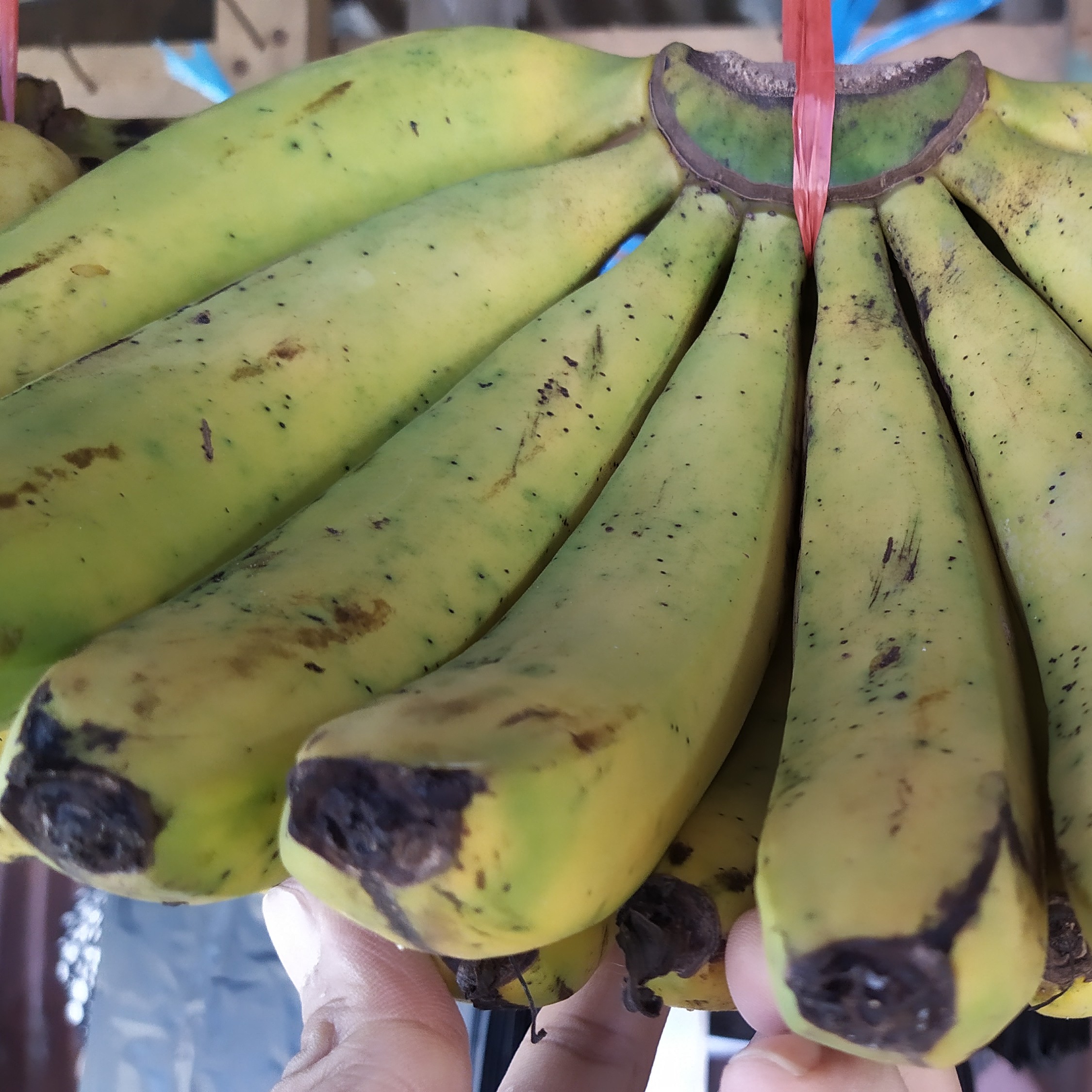 Pisang