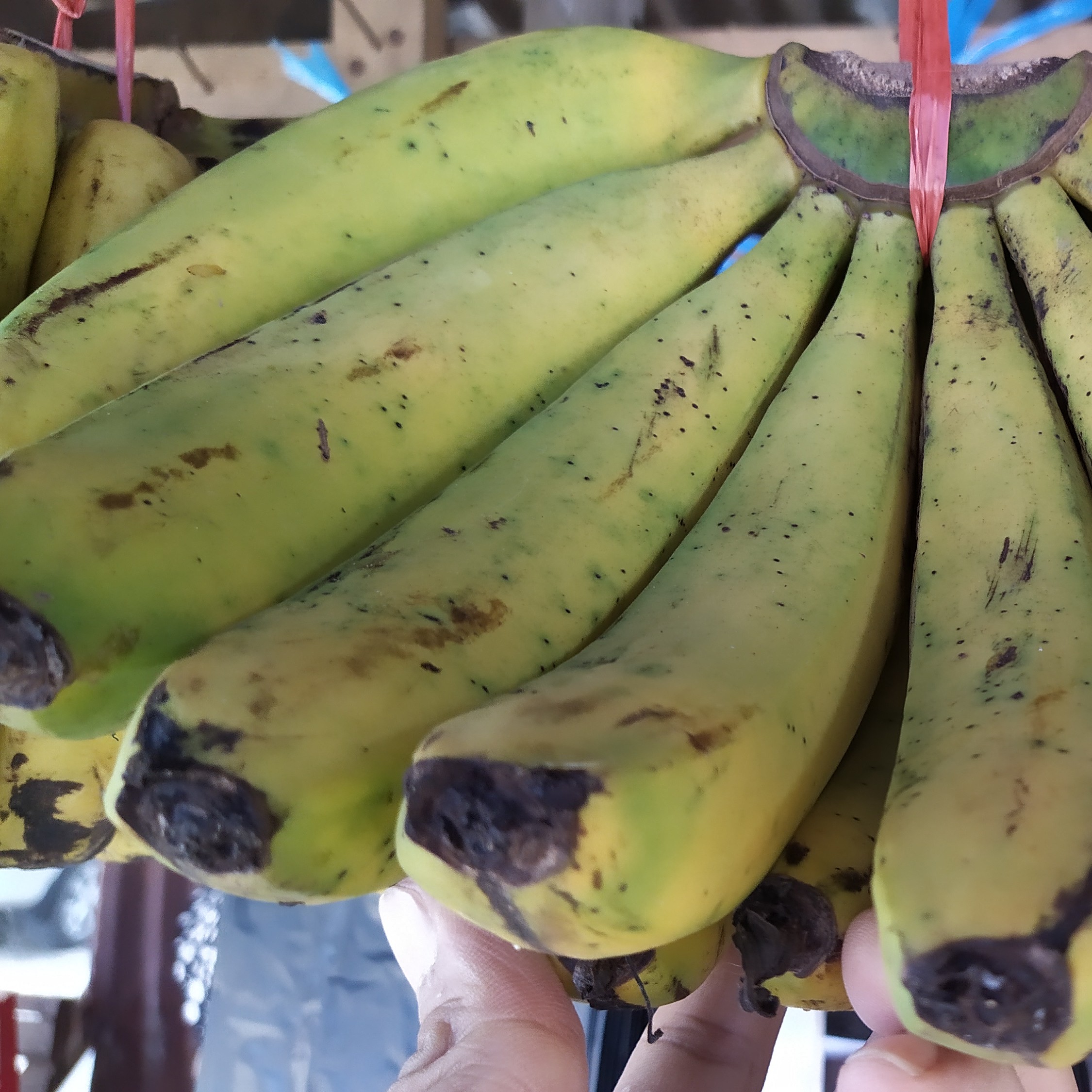 Pisang Ambon