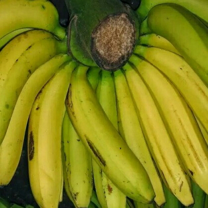 Pisang Ambon