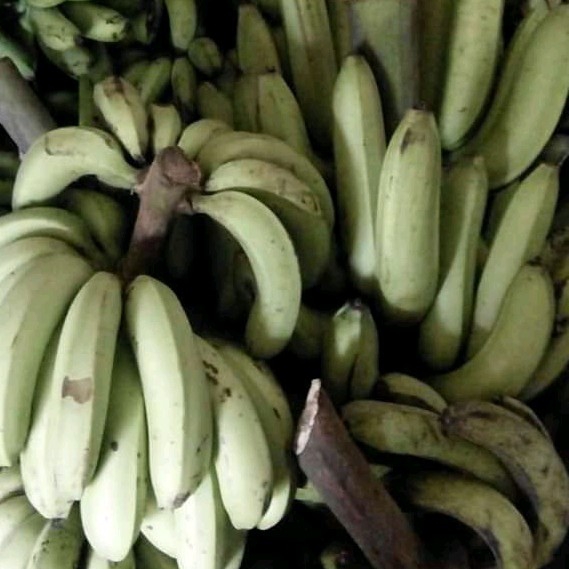 Pisang Ambon Lumut