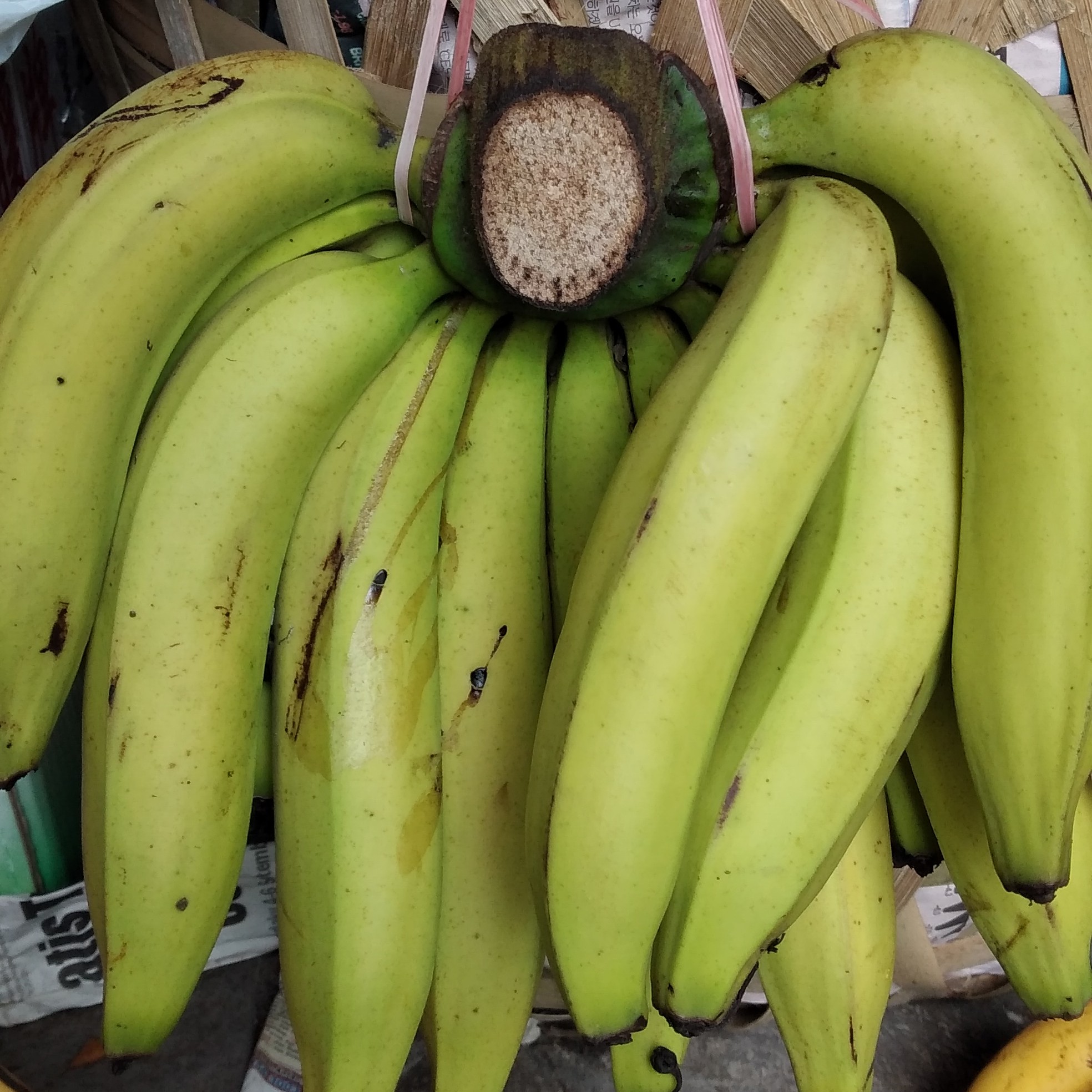 Pisang Ambon Masak Pohon