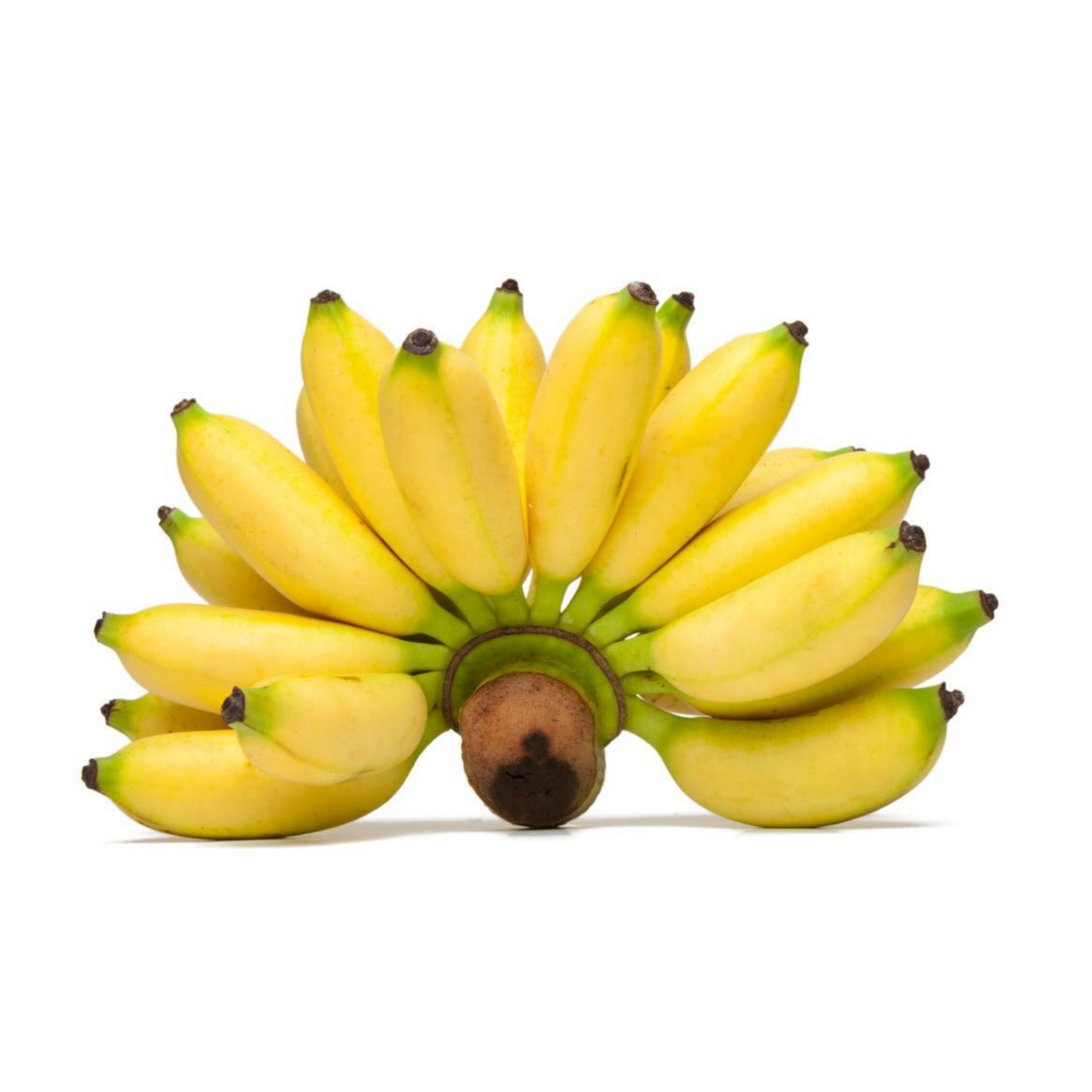 Pisang Burung