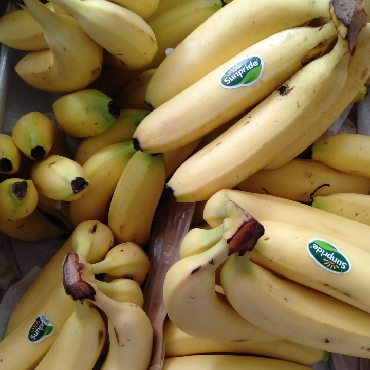 Pisang Cavendish Sunpride 2