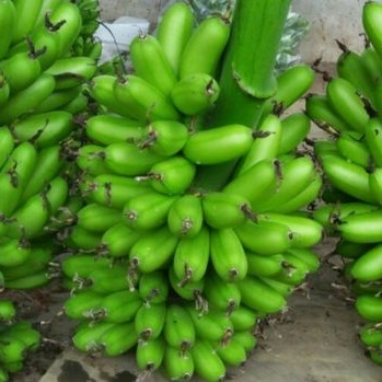 Pisang Emas 2