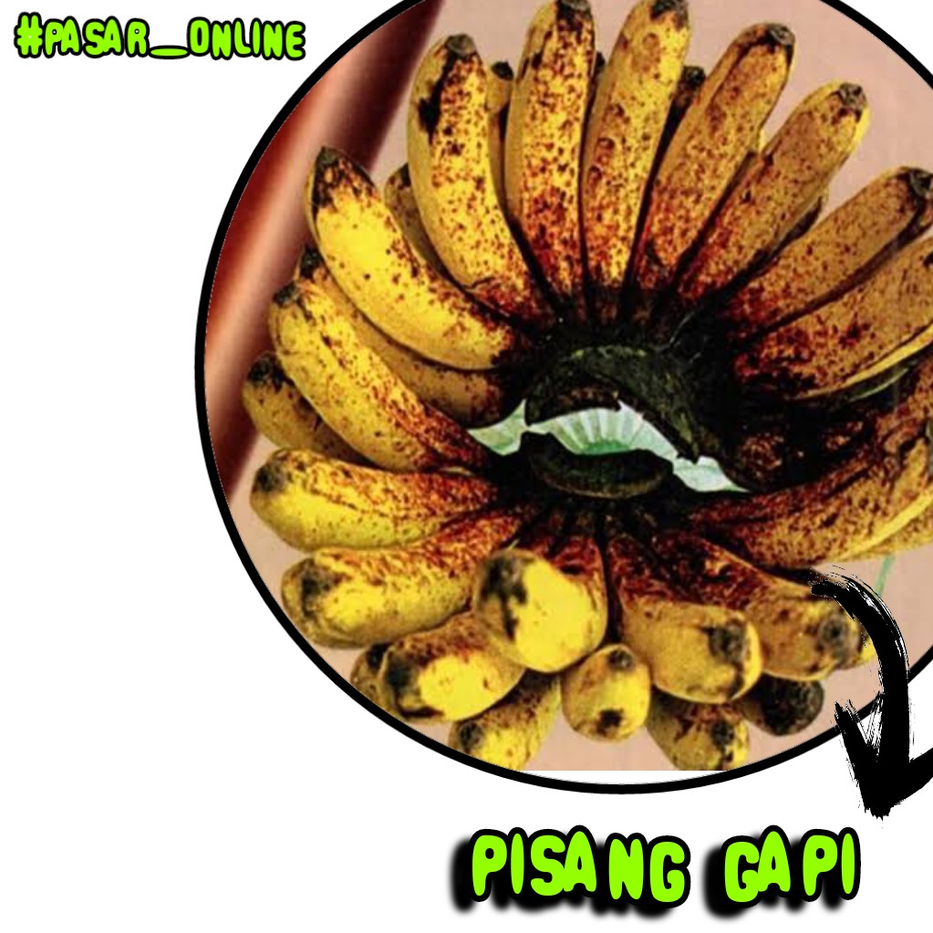 Pisang Gapi Per Sika