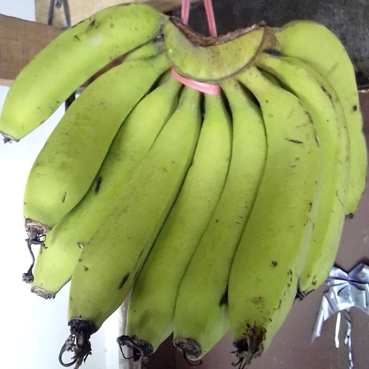 Pisang Ijo Gondel 2