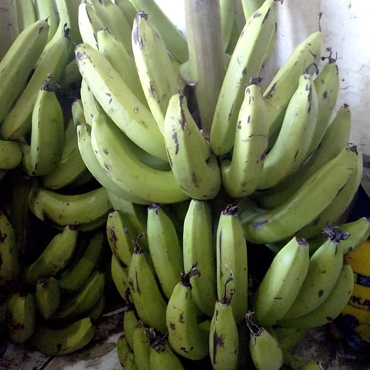 Pisang Ijo Gondel 3