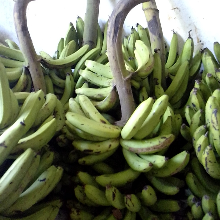 Pisang Ijo Gondel 4