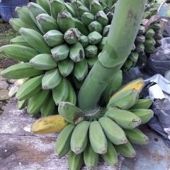 Pisang Kepok