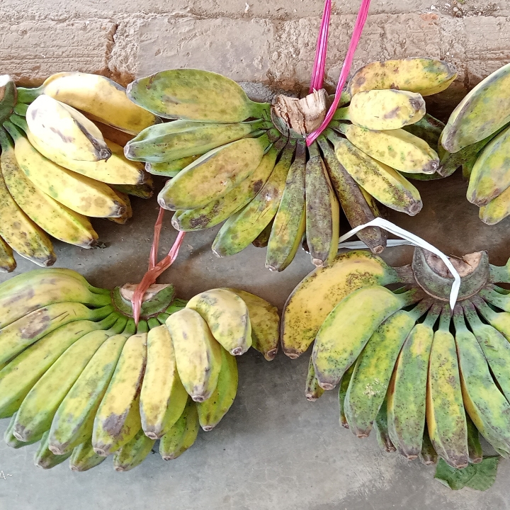 Pisang Kepok