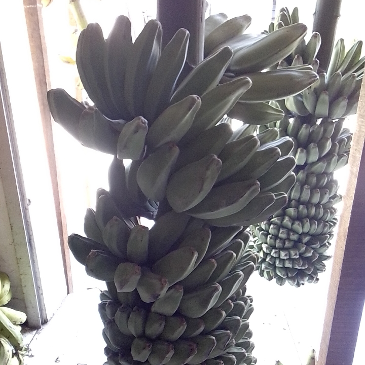 Pisang Kepok 2