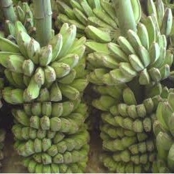 Pisang Kepok 3