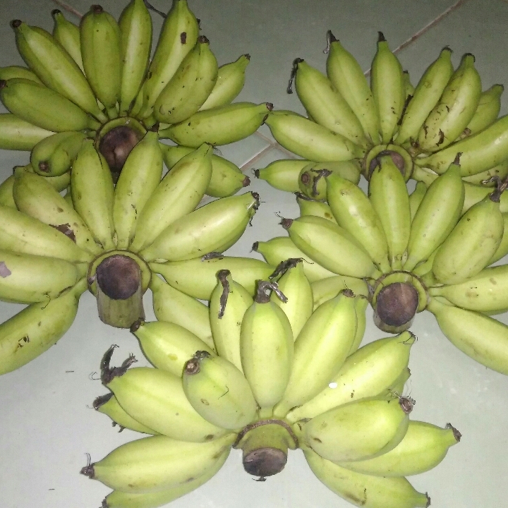 Pisang Lampung 